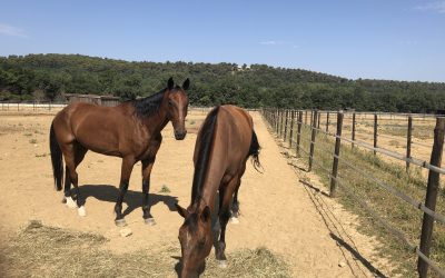 Aramis vise une place à Hyères